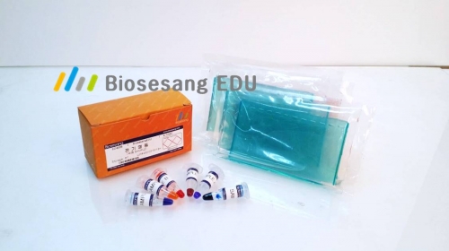 DNA 전기영동 (4인KIT)ED4008-1